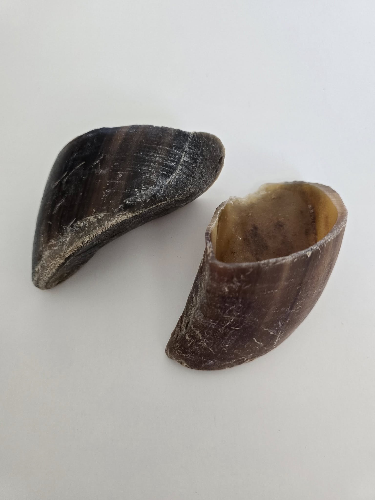 Cow Hooves