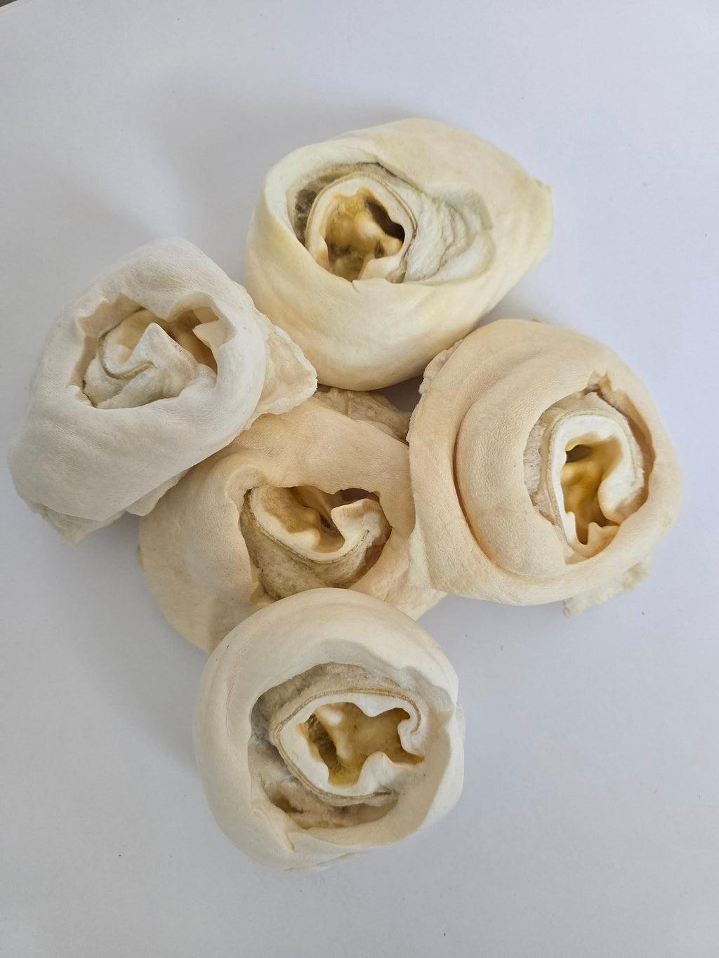 Cow Ear Base - 5 Count