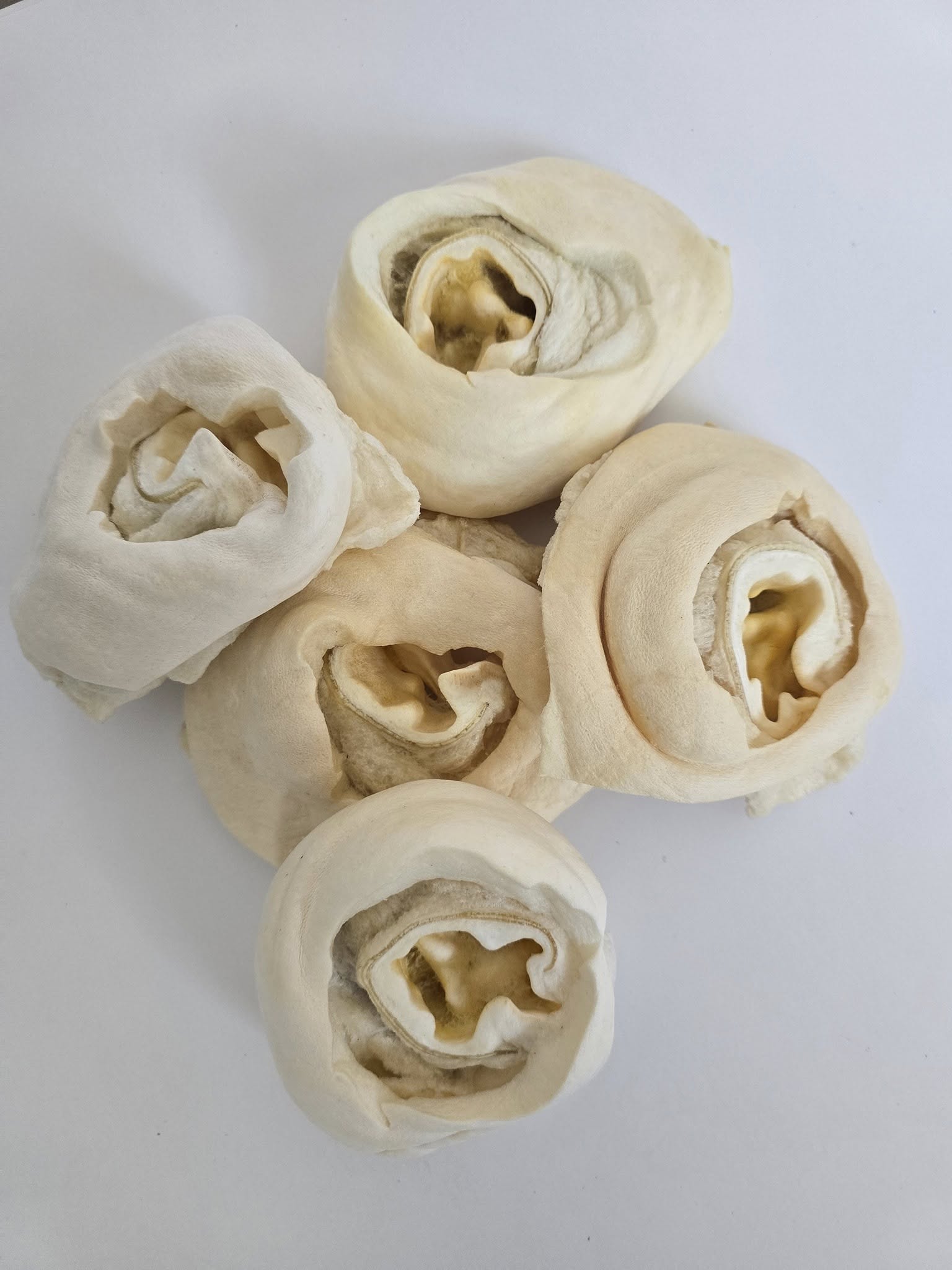 Cow Ear Base