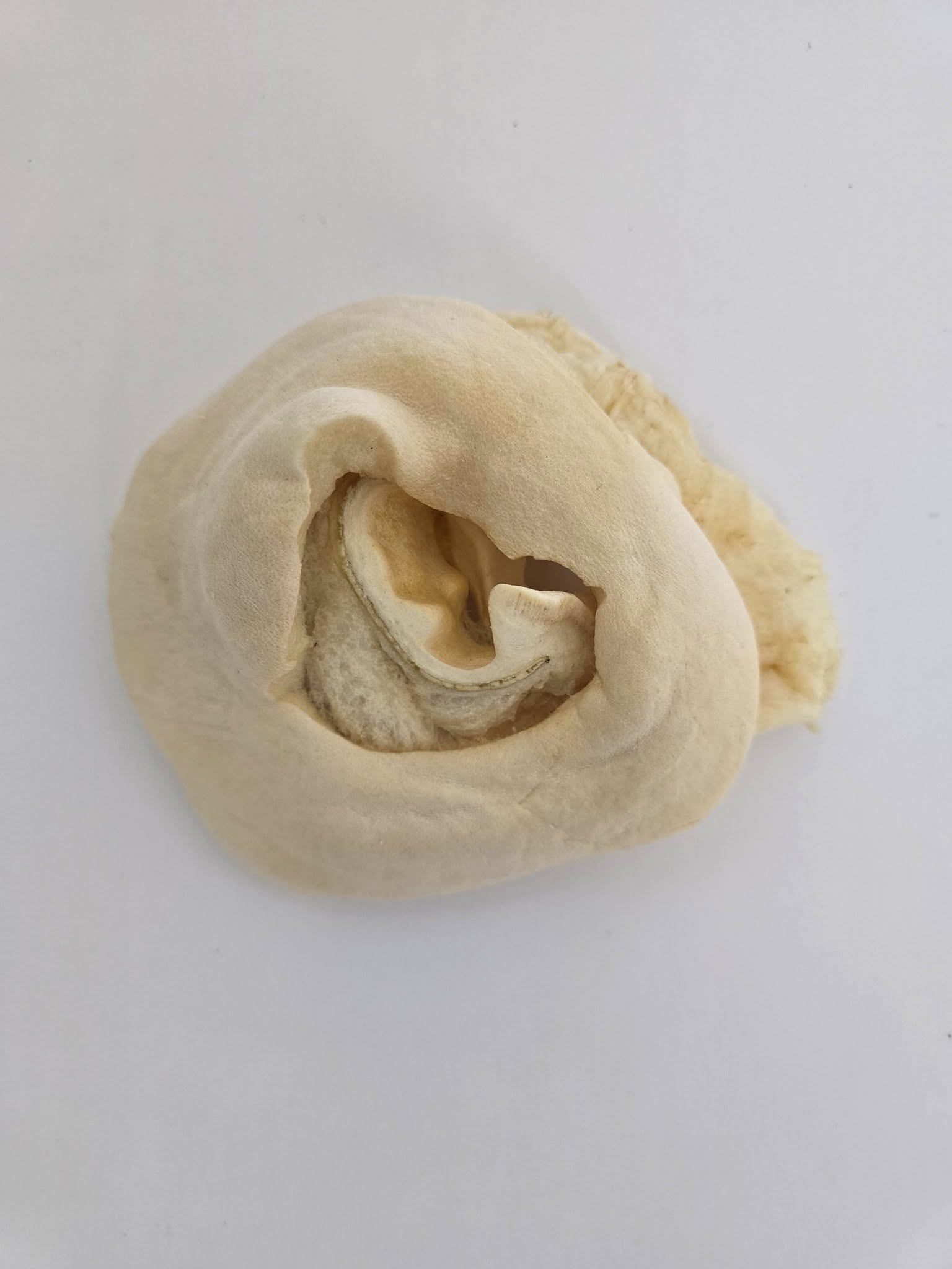 Cow Ear Base