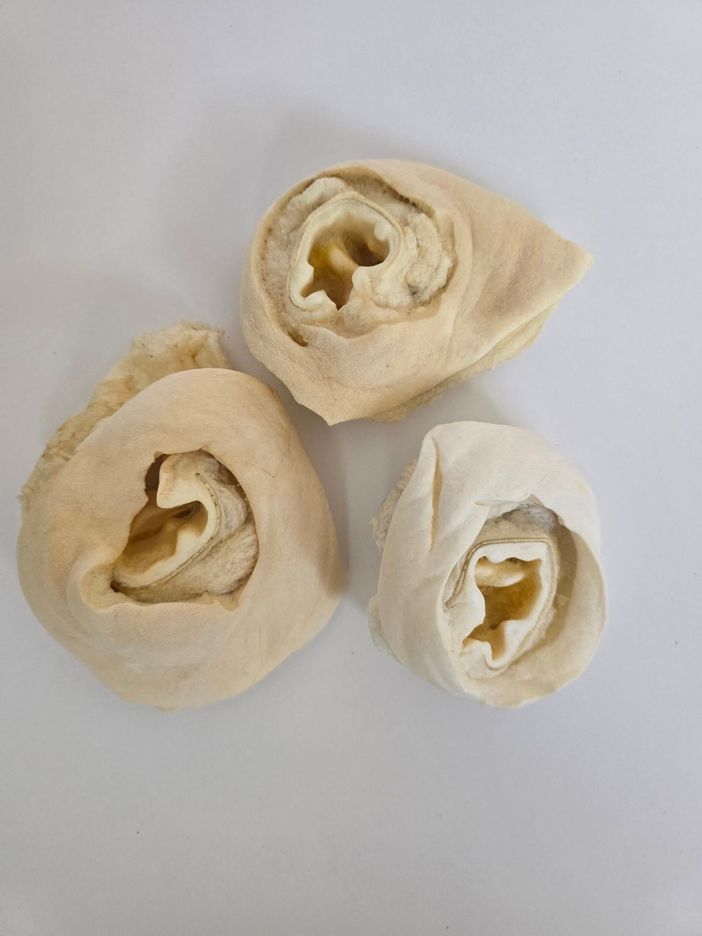 Cow Ear Base - 5 Count