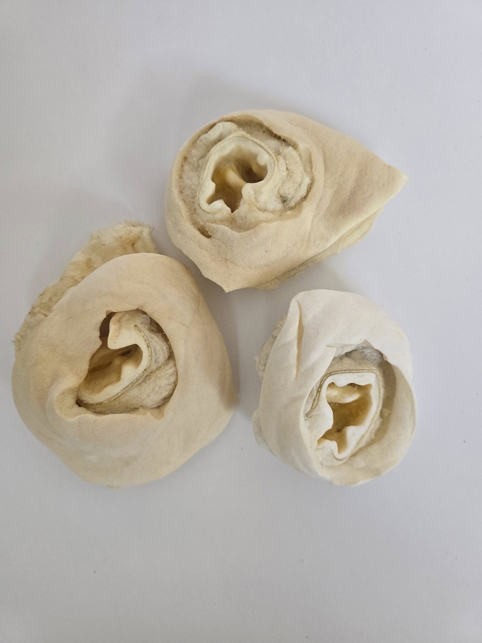 Cow Ear Base