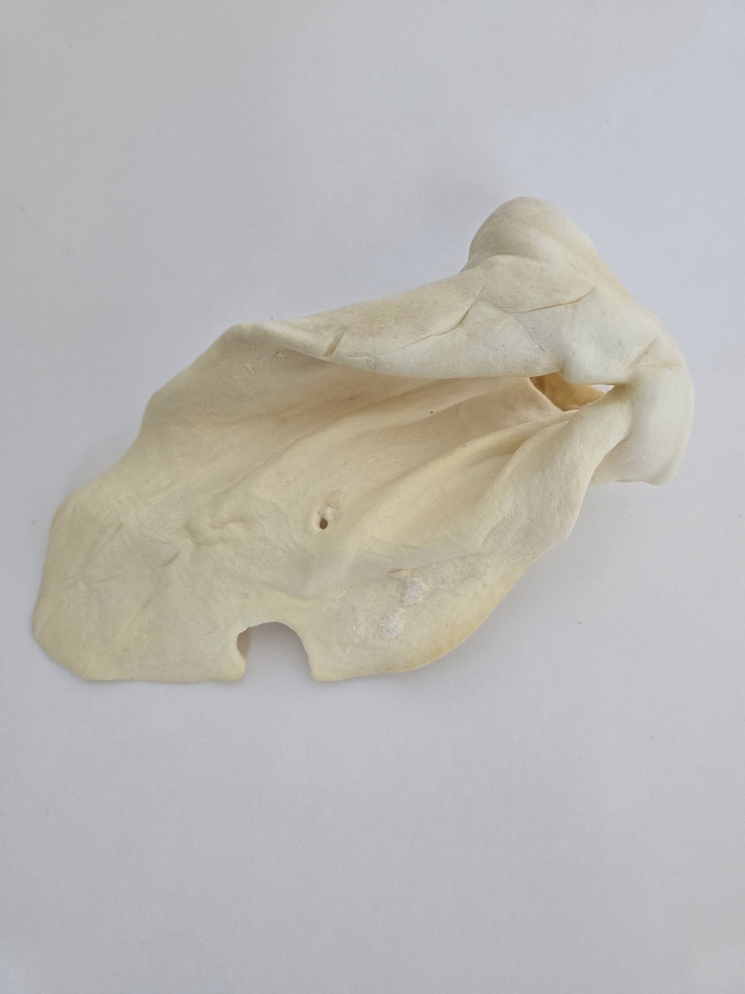 Cow Ears