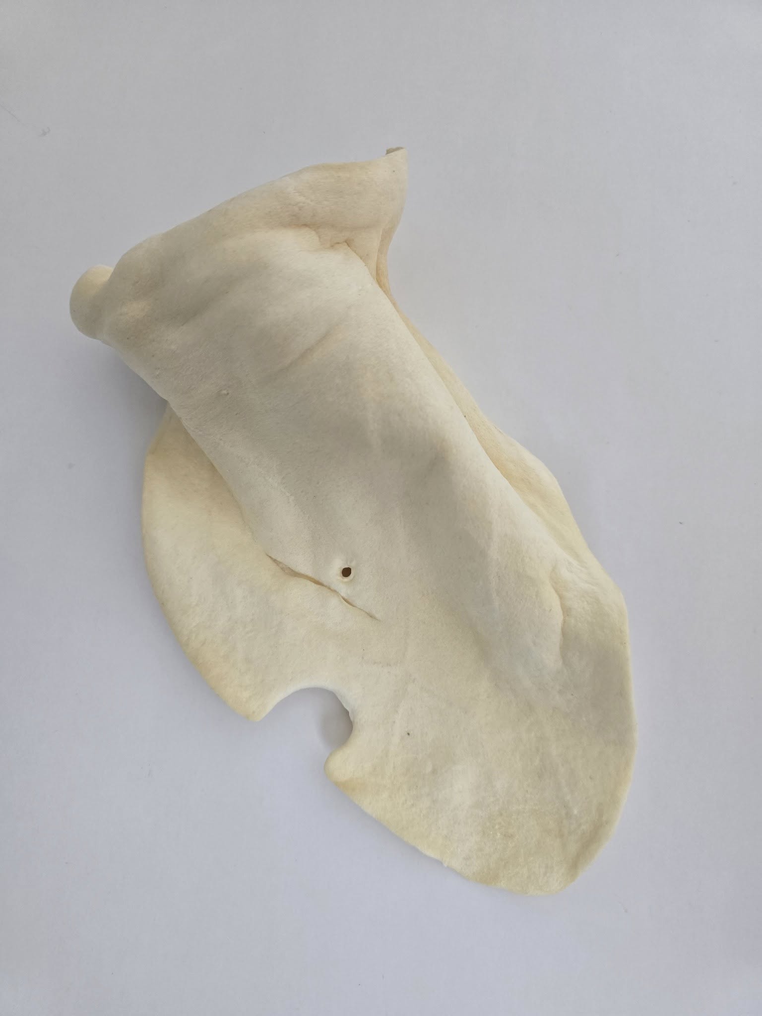 Cow Ears