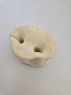 Pig Snouts - 5 Count