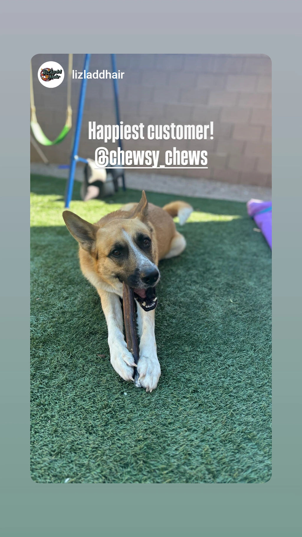 Bully Stick Mega Size