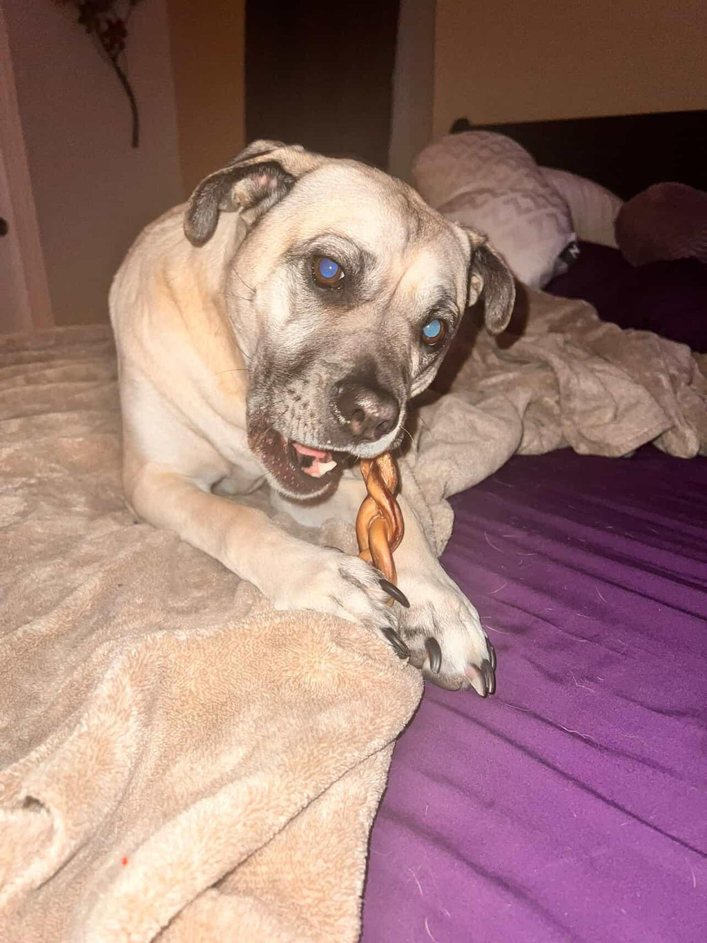 Braided Bully Sticks 6"