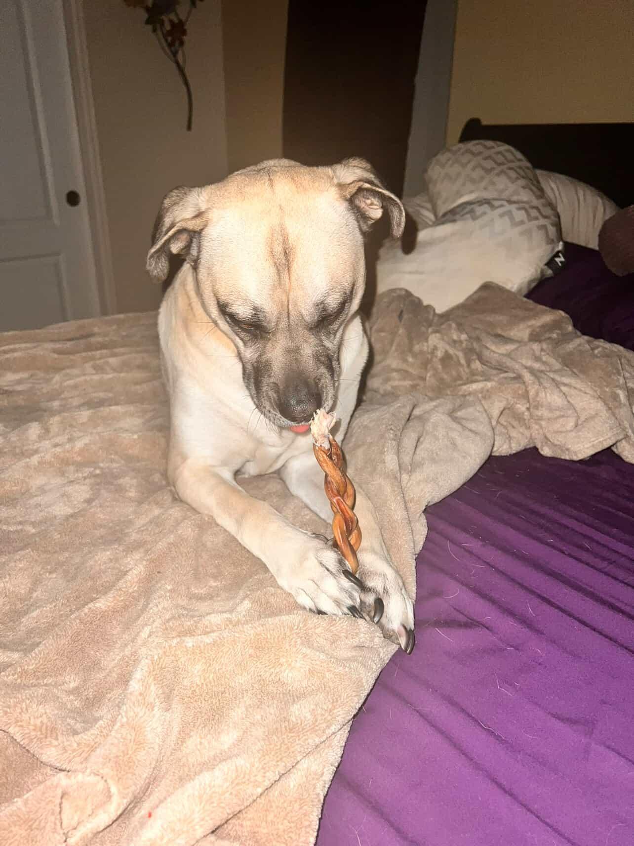 Braided Bully Sticks 6"