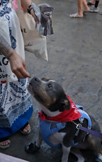 Beef Lung Treats
