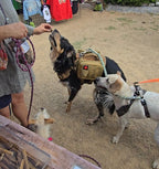 Beef Lung Treats