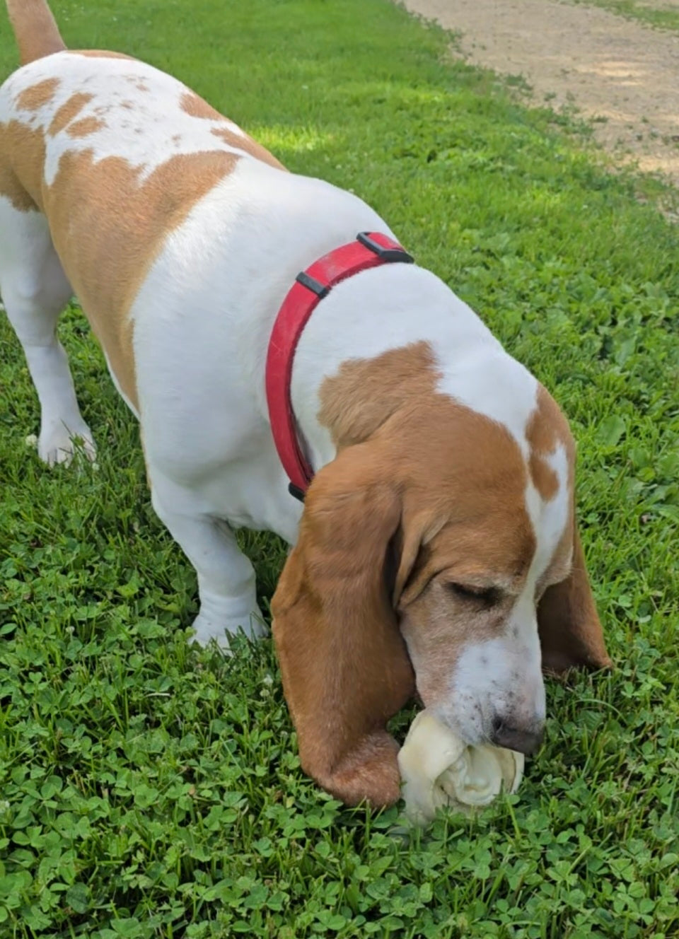 Cow Ear Base - 5 Count