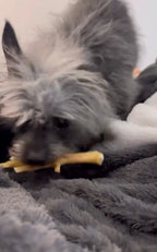 Chicken Feet - 6 Count