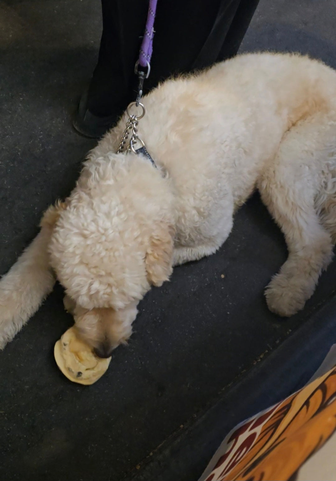 Cow Ear Base - 5 Count