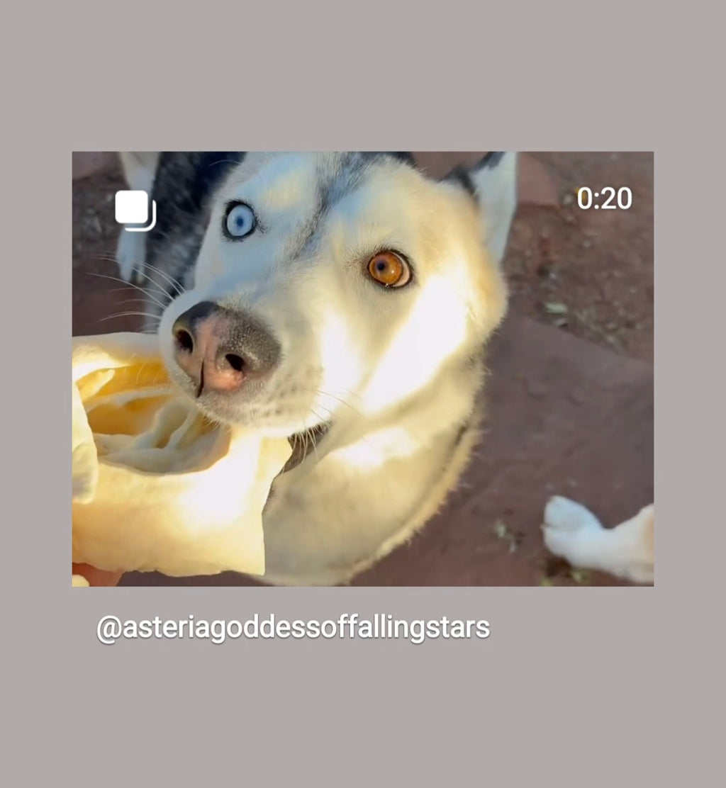 Cow Ear Base - 5 Count