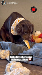 Lamb Leg/Feet - 5 Count