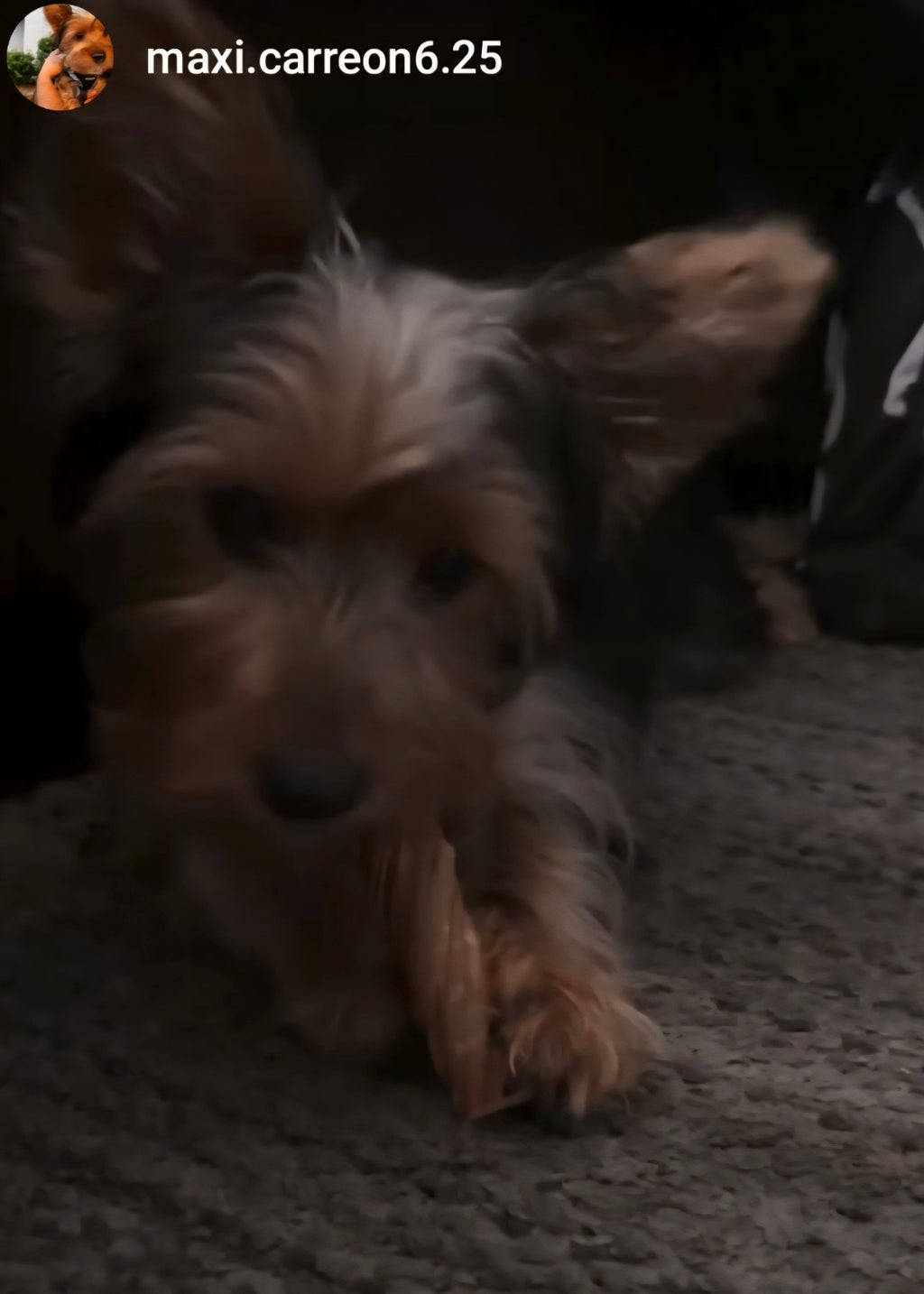 Tripe Twists - 6 Count