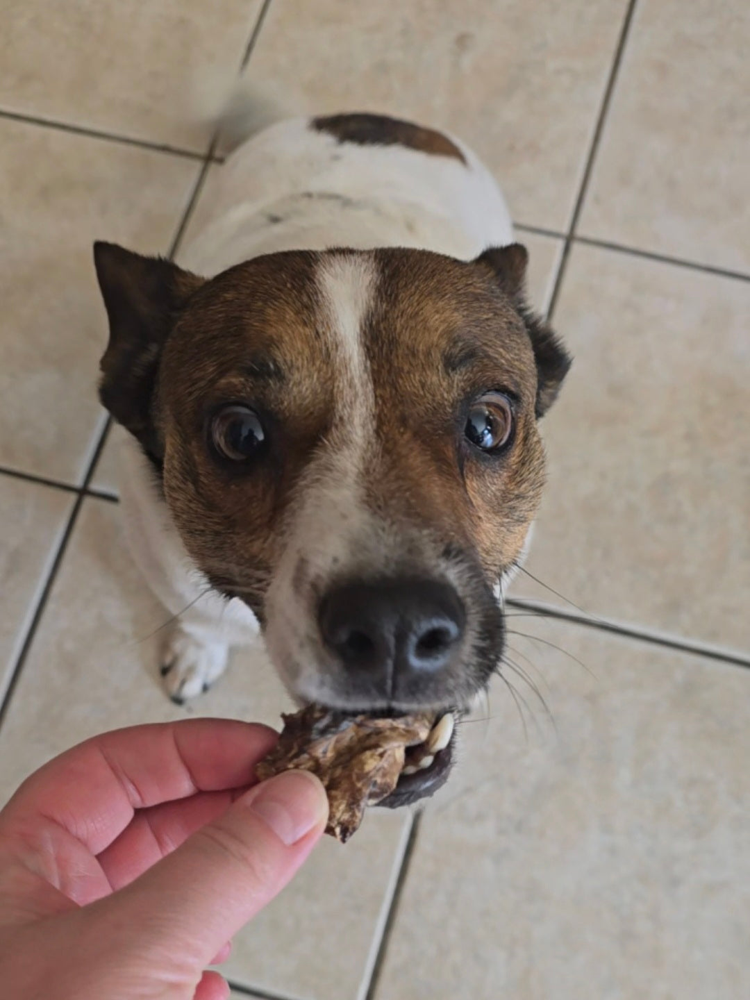 Beef Lung Treats