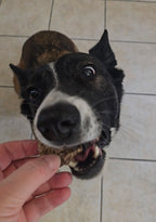 Beef Lung Treats